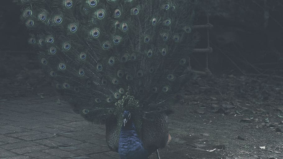 china, chengdu, wing, feather, peacock, asia, magnificent, bird HD wallpaper