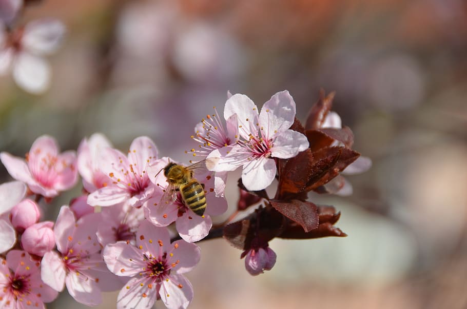 bee, blood plum, nectar, branch, flowering twig, nature, insect HD wallpaper