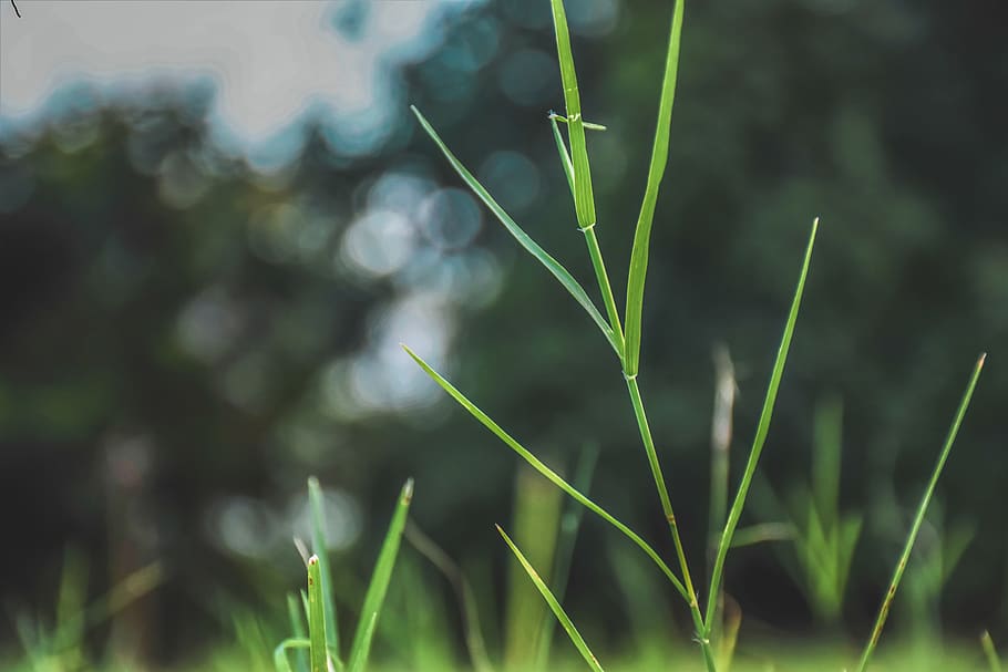 india, udaipur, plant, growth, green color, focus on foreground HD wallpaper