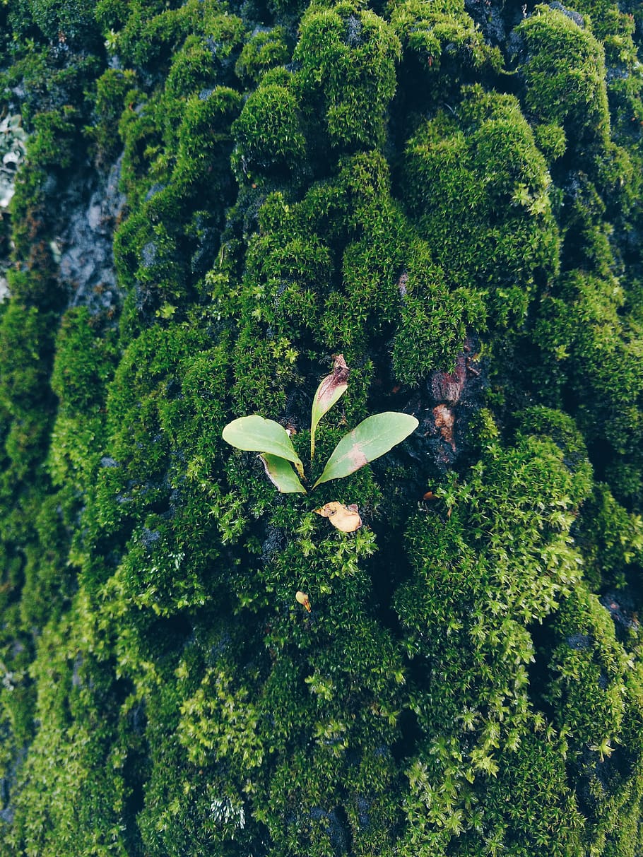colombia, bogotá, forest, tree, moss, green color, plant, growth HD wallpaper