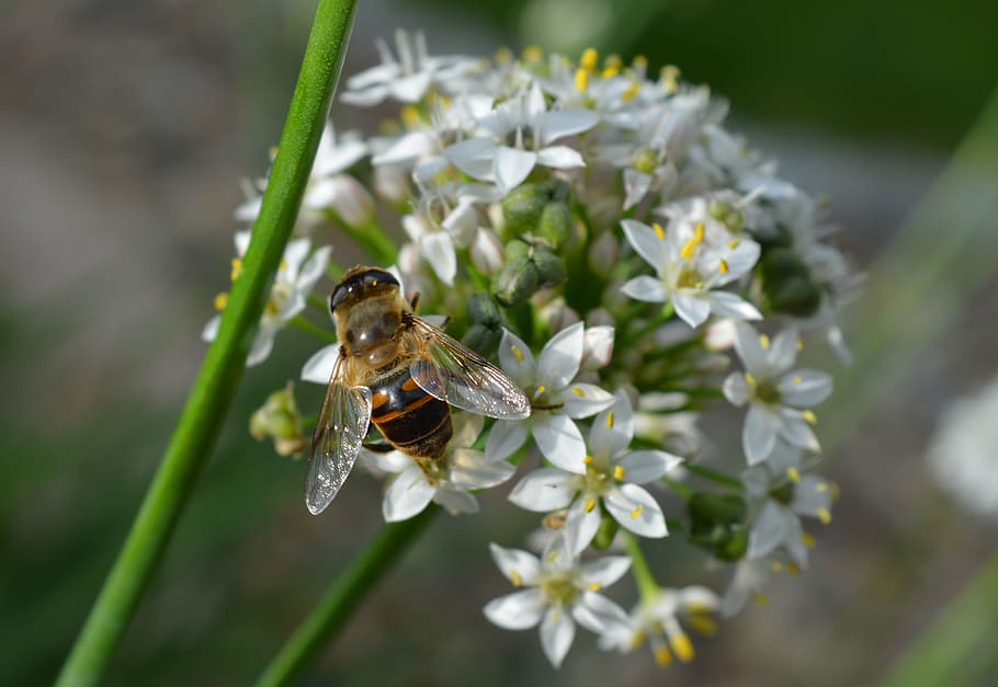 blossom, bloom, bee, close up, flowering plant, invertebrate HD wallpaper