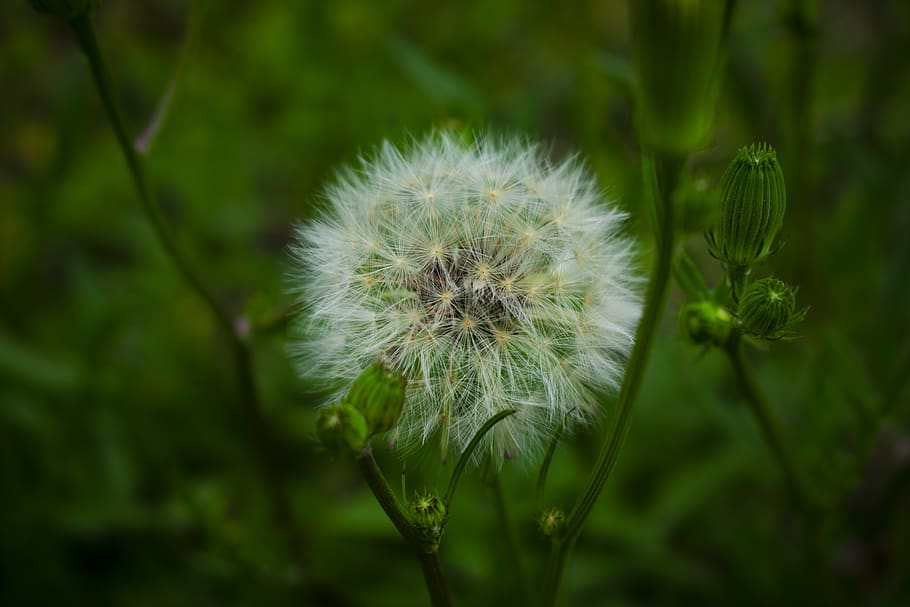 white dandelion plant, vulnerability, flower, fragility, focus on foreground HD wallpaper