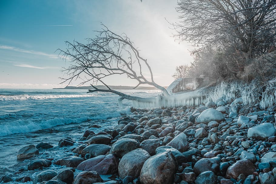 cold, sea, shore, ice, beach, rock, frozen, tree, water, scenics - nature HD wallpaper