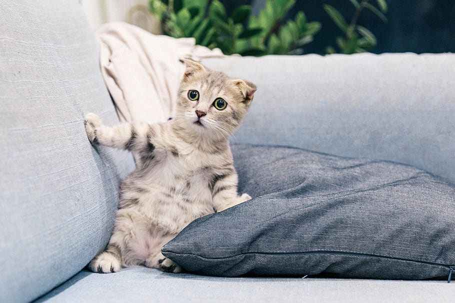 brown tabby kitten, animal themes, pets, one animal, domestic HD wallpaper