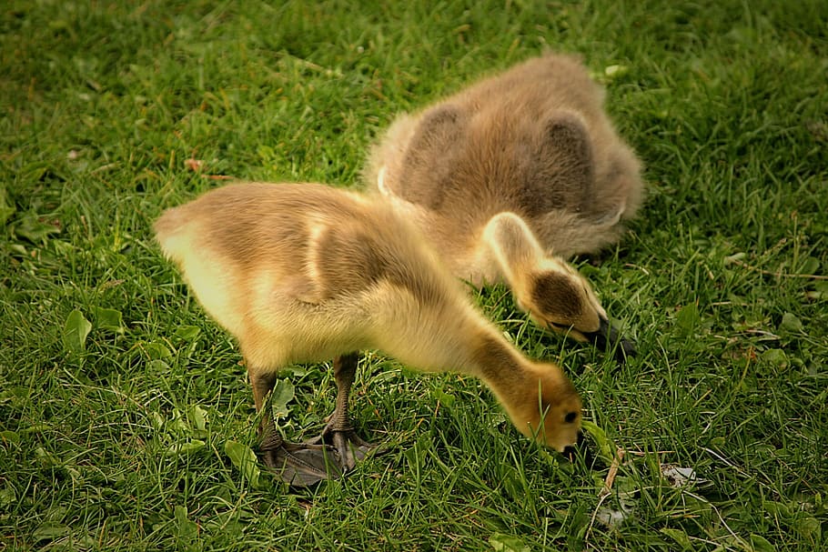 gosling, geese, canadian, bird, animal, nature, grass, animal themes, HD wallpaper