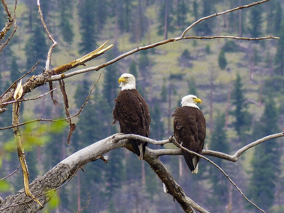 bald eagle, raptor, predator, bird, nature, animal, wildlife HD wallpaper