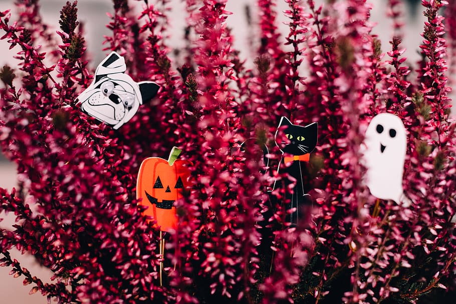 Halloween Decors on Plant, black cat, bloom, blooming, blur, bright HD wallpaper