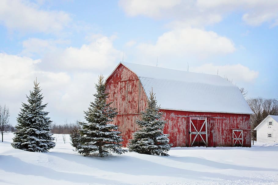 barn, red, winter, snow, pines, rural, farm, country, countryside
