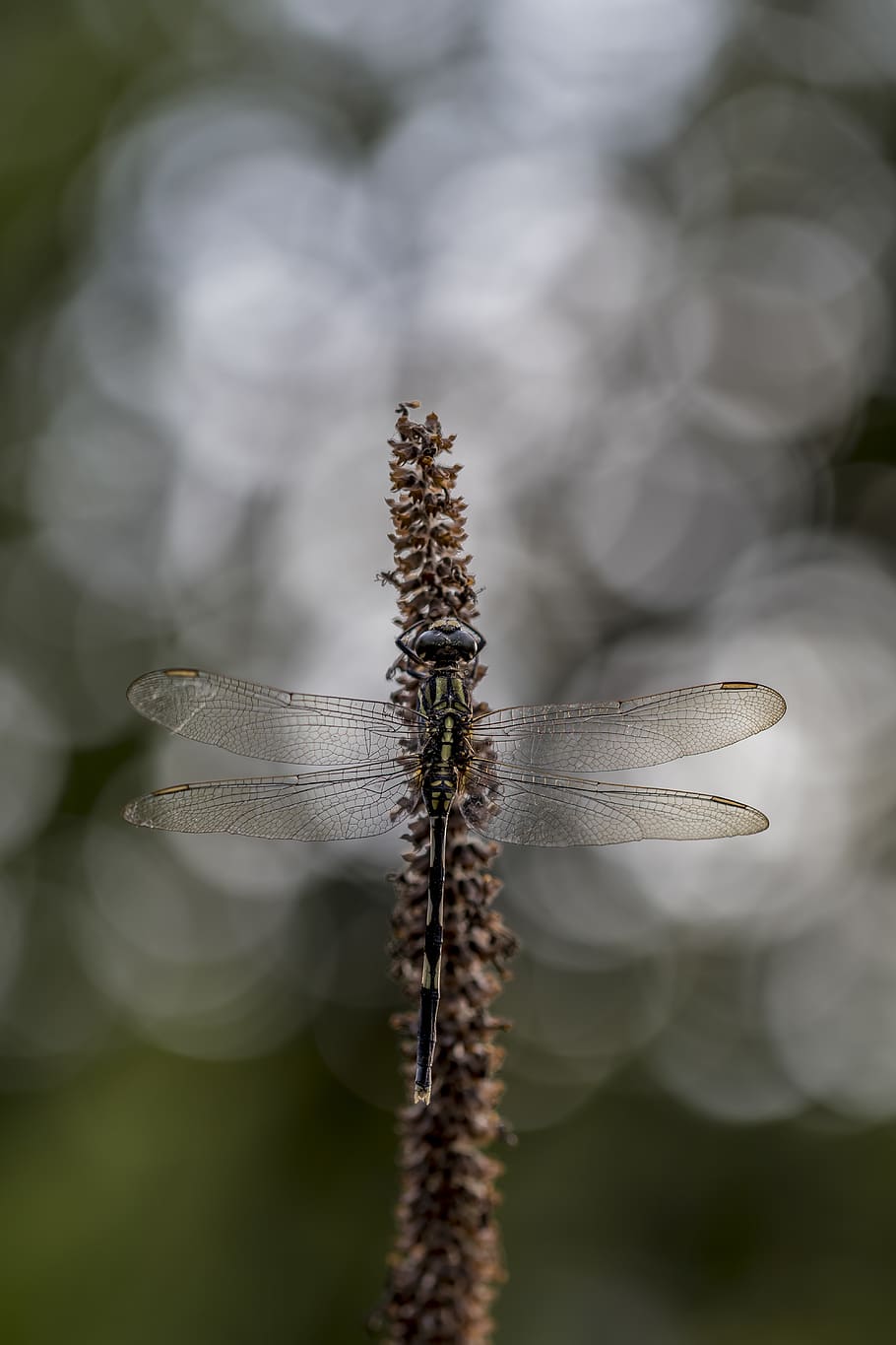 macro, nature, dragonfly, close-up, plant, beauty in nature HD wallpaper