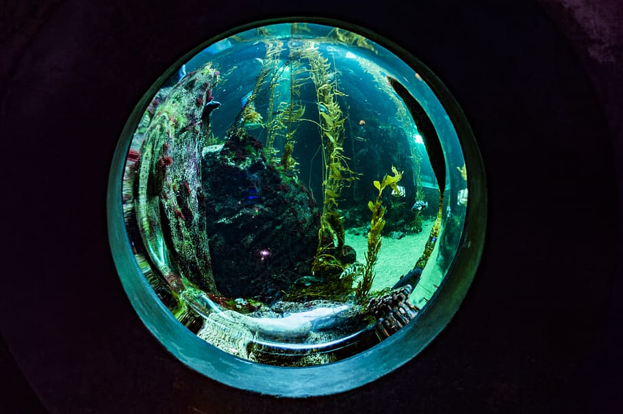 fish, aquarium, fish tank, bubble, geometric shape, circle HD wallpaper