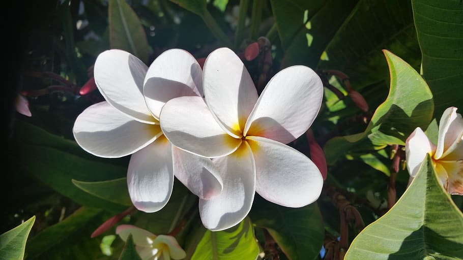 plant, petal, fragility, vulnerability, growth, beauty in nature HD wallpaper