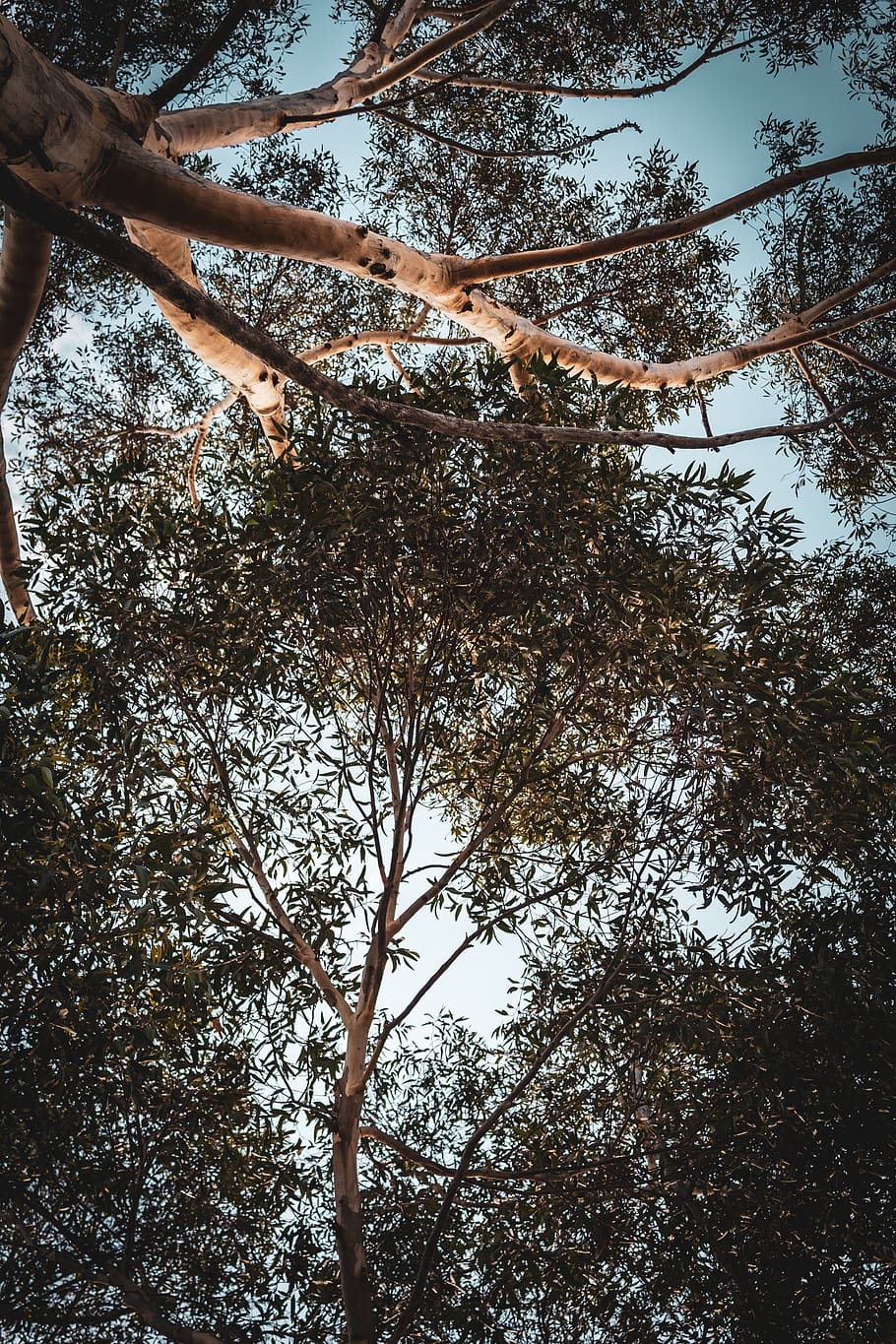 Low Angle Photography of Trees, branches, daylight, daytime, environment HD wallpaper