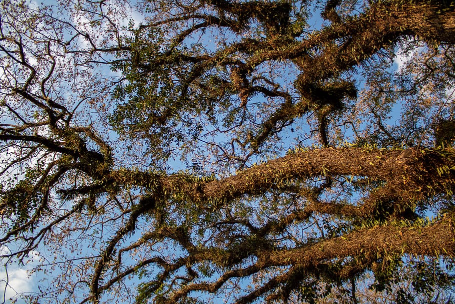 tree, forest, plant, tranquility, growth, nature, beauty in nature HD wallpaper