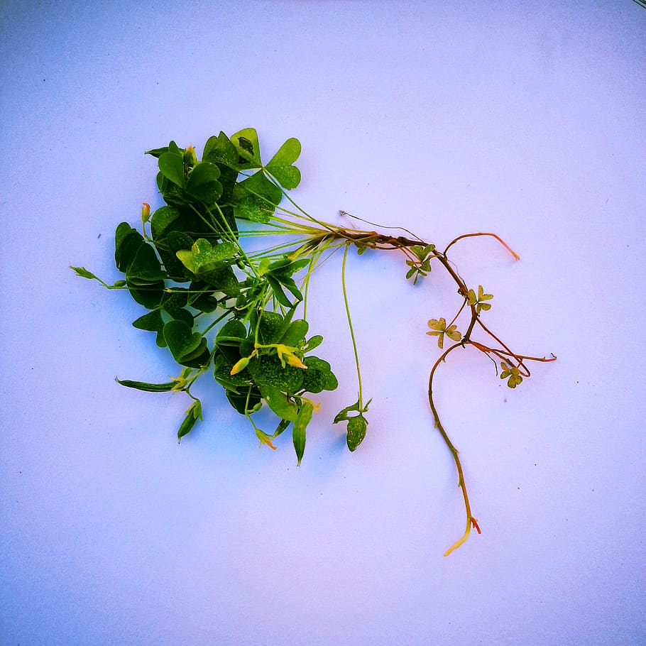 plant part, leaf, studio shot, food and drink, freshness, nature HD wallpaper