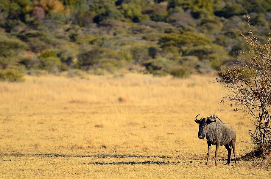 HD wallpaper: south africa, pilanesberg, safari, nature, animal, wild,  outdoor | Wallpaper Flare