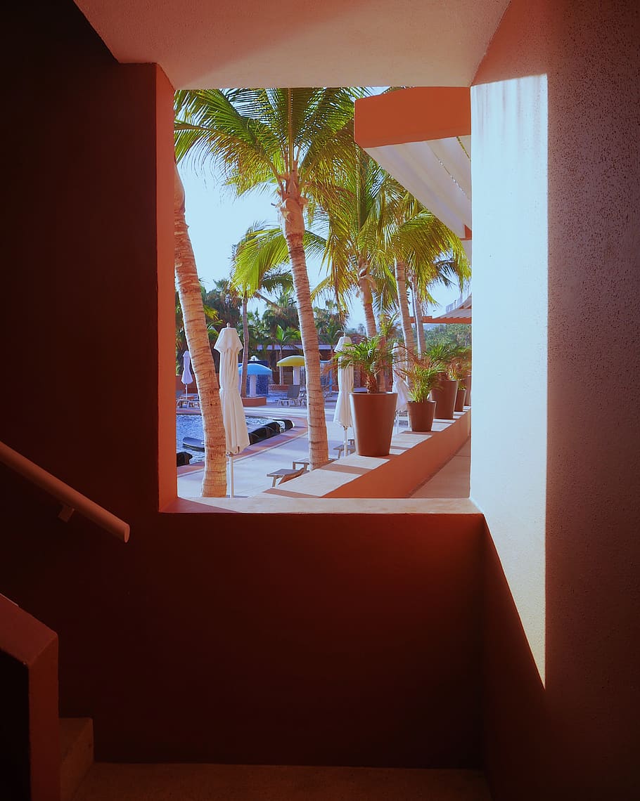 green leafed palm, architecture, indoors, window, day, built structure HD wallpaper