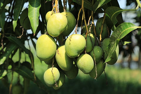 wild, mango, tree, jungle, fruit, healthy eating, food and drink HD wallpaper