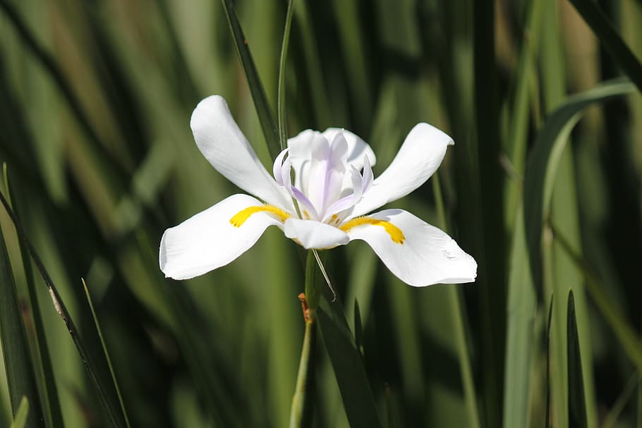 iris, flower, bloom, blossom, nature, plant, garden, green HD wallpaper