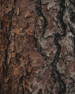 rock, tree, tree trunk, texture, canada, plant, art, painting HD wallpaper