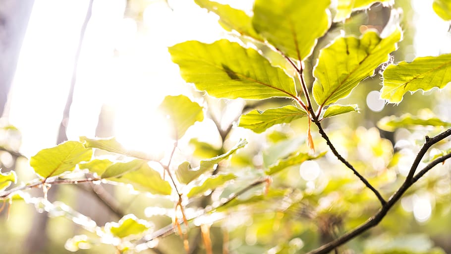 beech, leaves, branch, tree, forest, sun, light, plenty of natural light HD wallpaper
