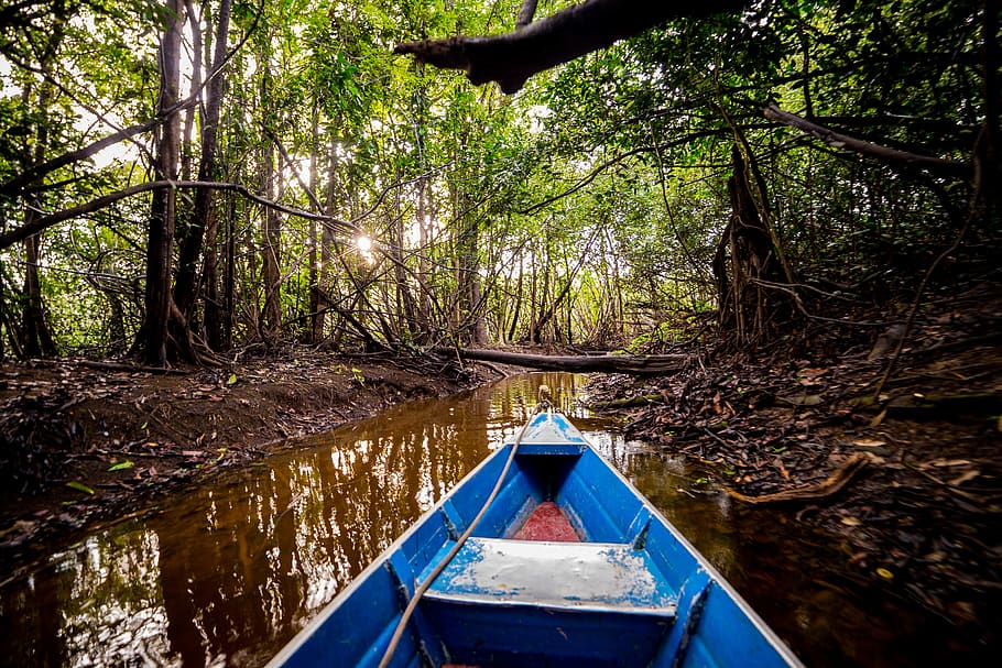 forest, tree, water, nautical vessel, plant, nature, land, day HD wallpaper