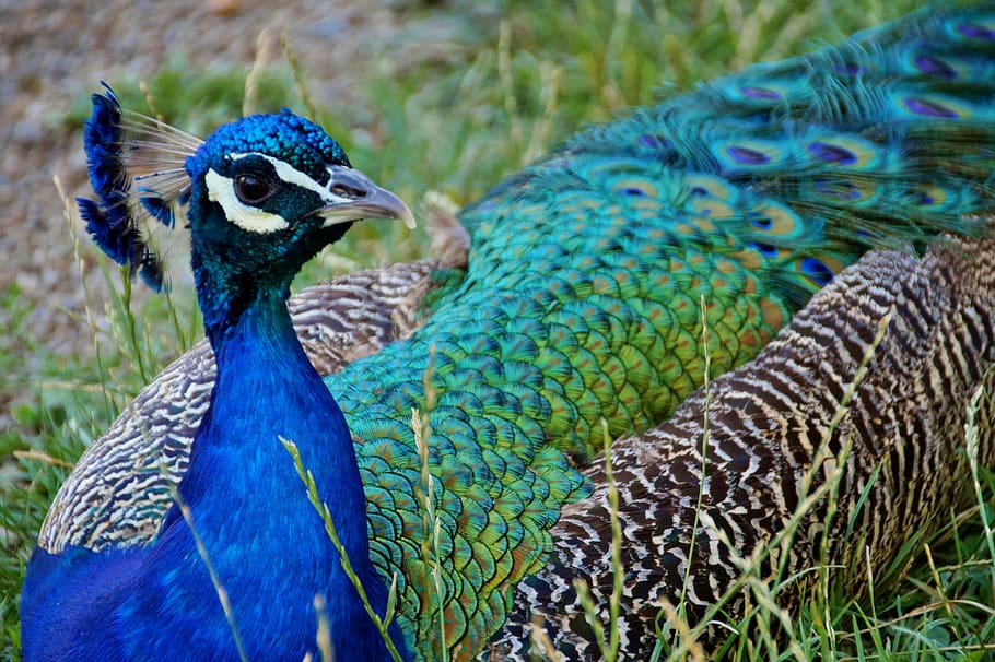 peacock, kur, feather, bird, kurovití, blue, green, beauty HD wallpaper