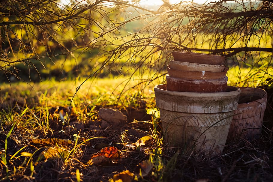 pot, woo, twig, tree, sunset, spruce, smell, september, seasonal HD wallpaper