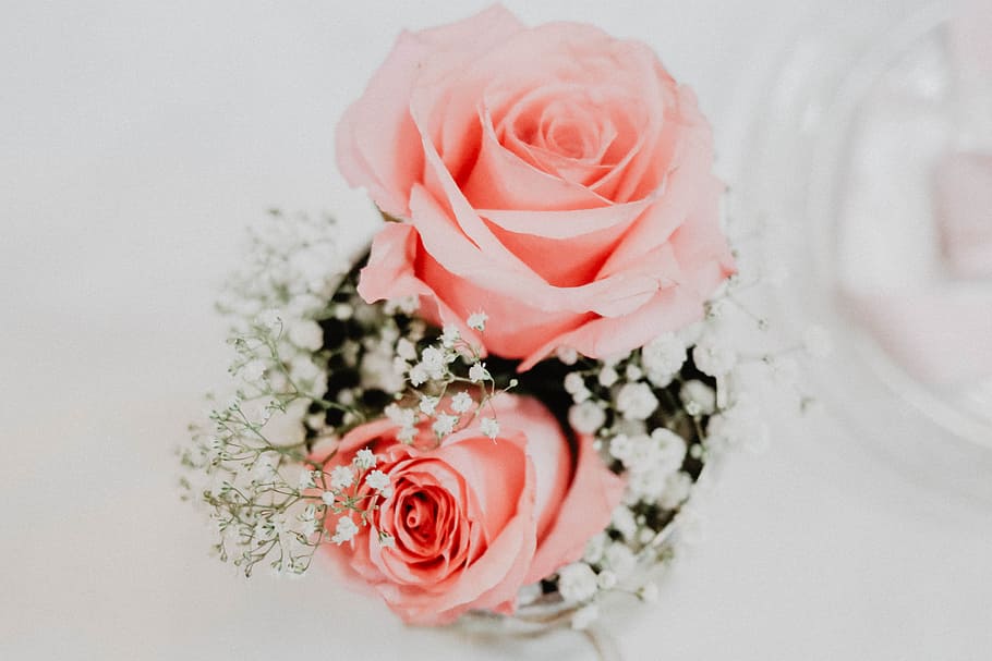 two pink rose flowers, petal, flat lay, leaf, leaves, bouquet HD wallpaper
