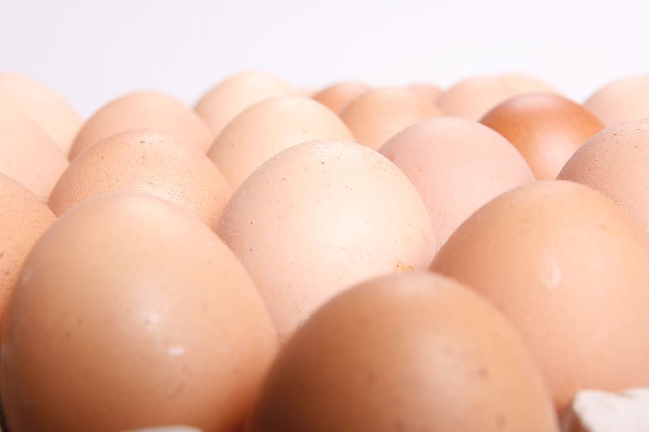 chicken, chicks, cholesterol, close-up, concepts, dairy, easter HD wallpaper
