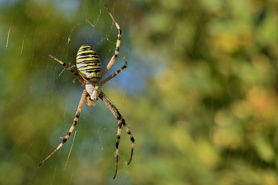 spider, wasp spider, cobweb, insect, nature, macro, striped HD wallpaper