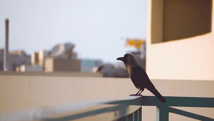 bird, animal, animal themes, one animal, vertebrate, animal wildlife HD wallpaper