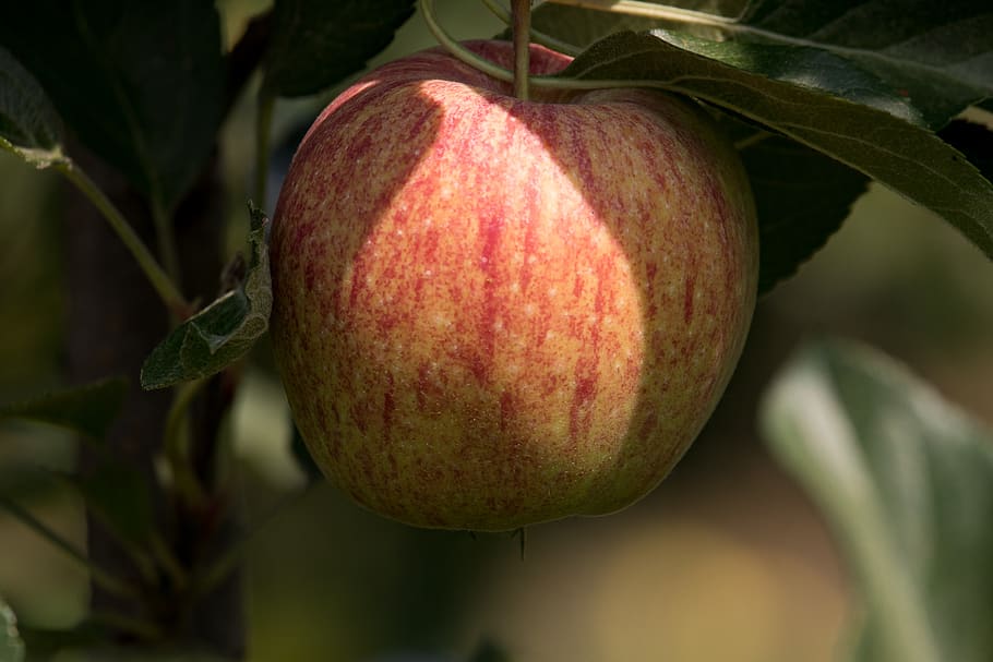 apple, apple tree, fruit, kernobstgewaechs, fruit tree, nature HD wallpaper