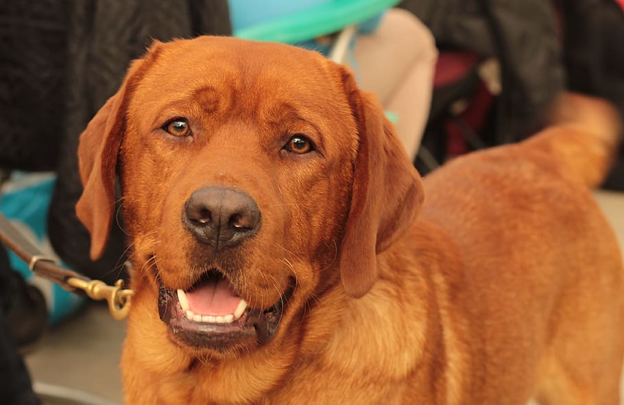 labrador, dogshow, retriever, pet, vosserood, red, portrait HD wallpaper
