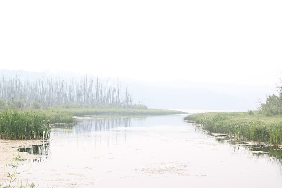 canada, boyle, smoke, marsh, lake, tree, water, tranquility HD wallpaper