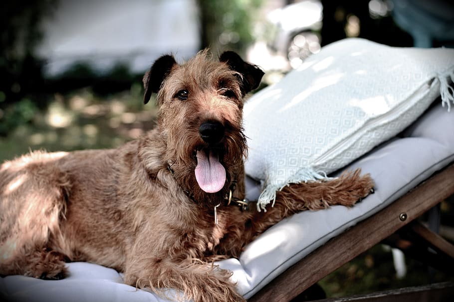 irish terrier, dog, animal, pet, animal portrait, race, dog eyes, HD wallpaper