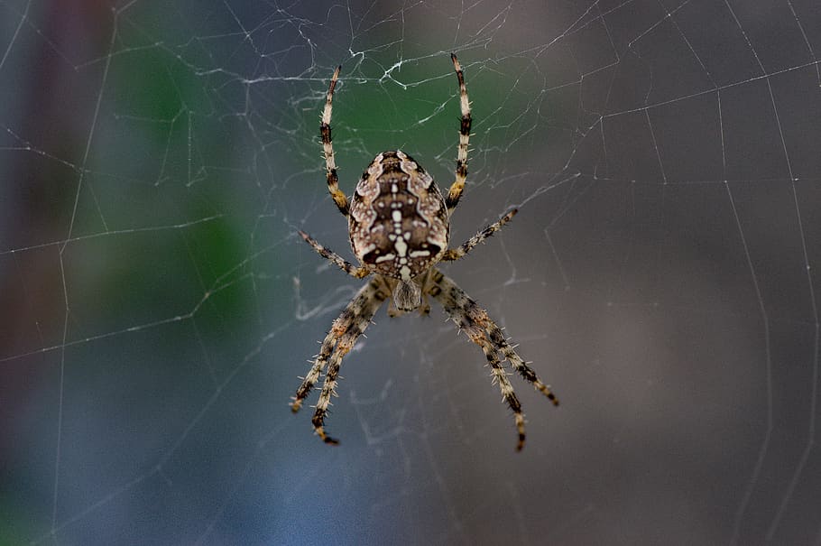 spider, hunter, insects, macro, animal themes, one animal, arachnid HD wallpaper