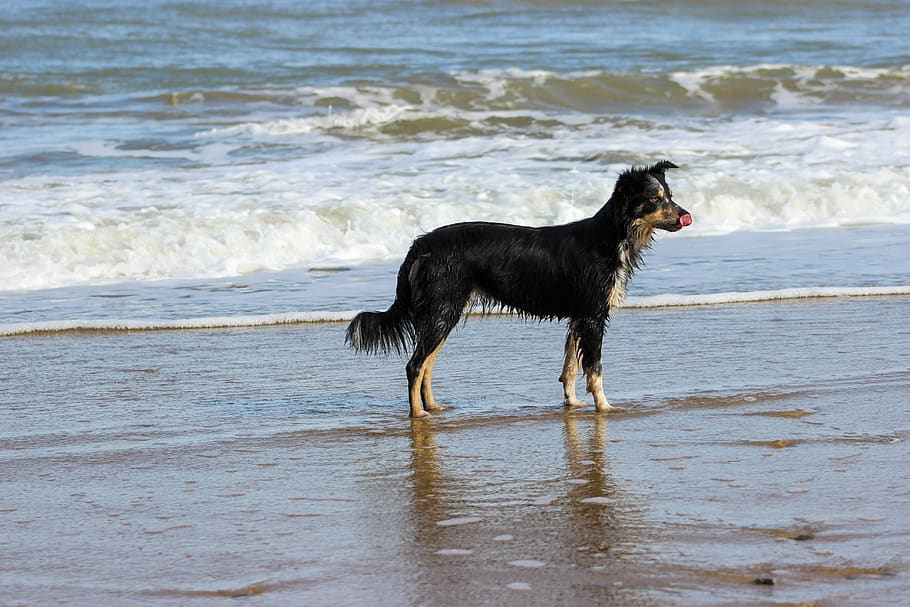 Hd Wallpaper Border Collie Sea Beach Water Wet Dog Animal Summer Walk Wallpaper Flare