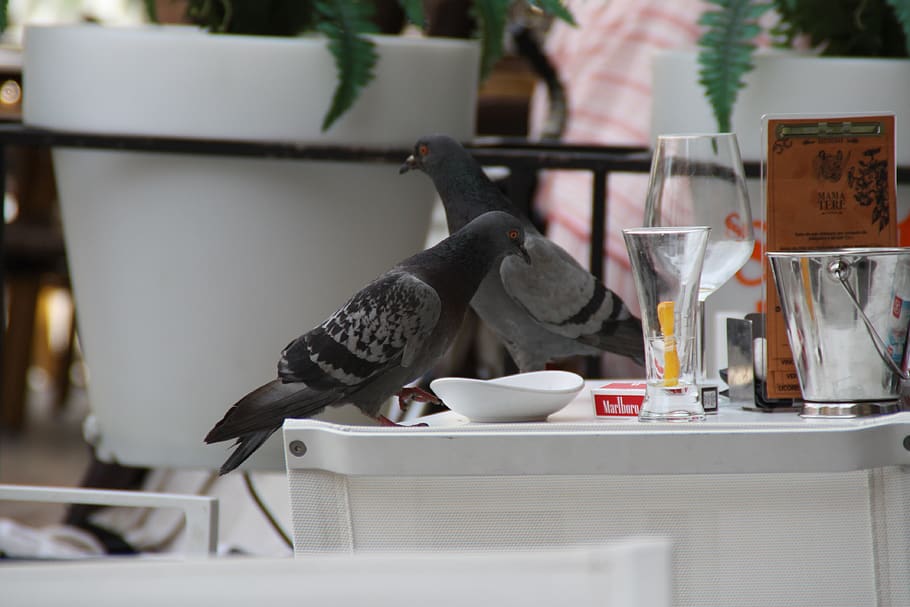 spain, león, pigeon, animal themes, table, vertebrate, one animal HD wallpaper
