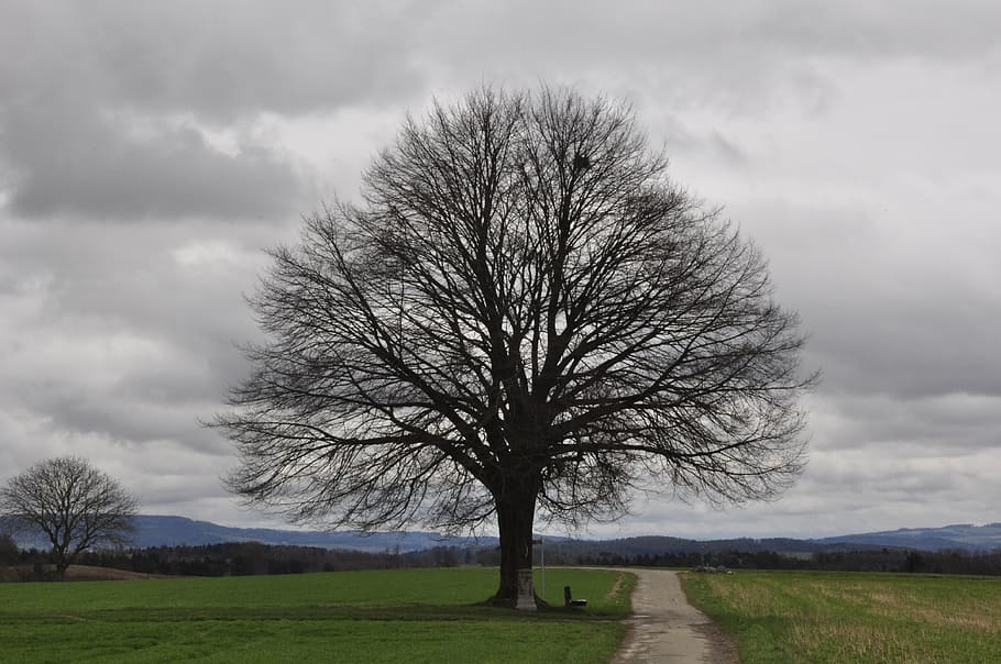 bare tree, lone bank, spring, hödingen, cloud - sky, plant HD wallpaper