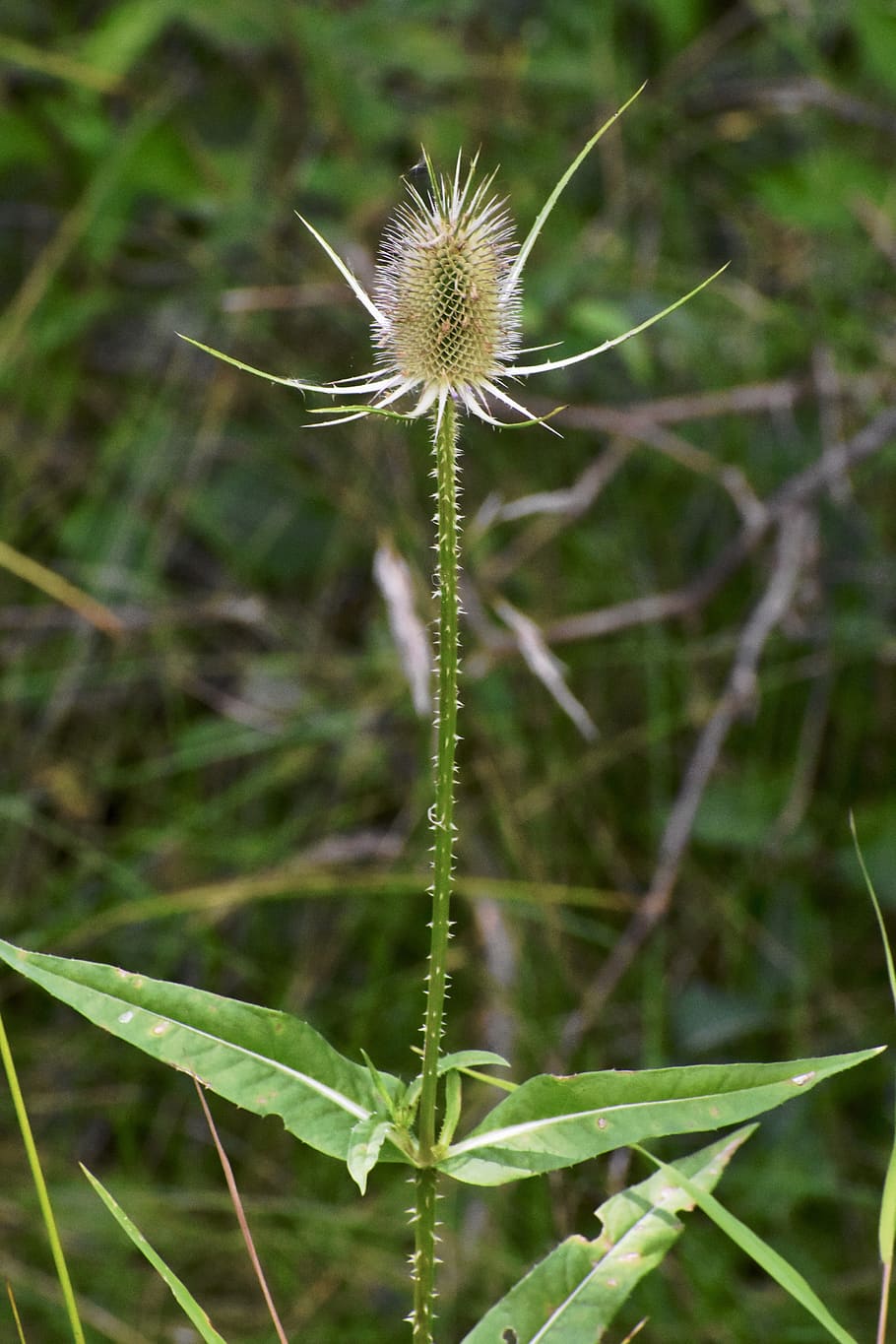 thistle, dry, weed, nature, prickly, spur, plant, brown, summer, HD wallpaper