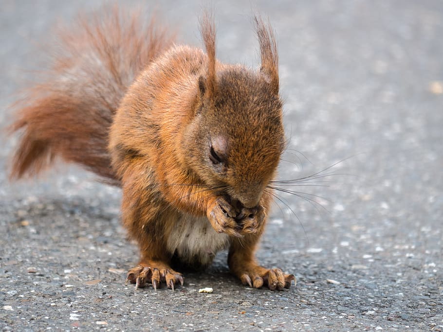 squirrel, rodent, foraging, possierlich, animal, animal themes HD wallpaper