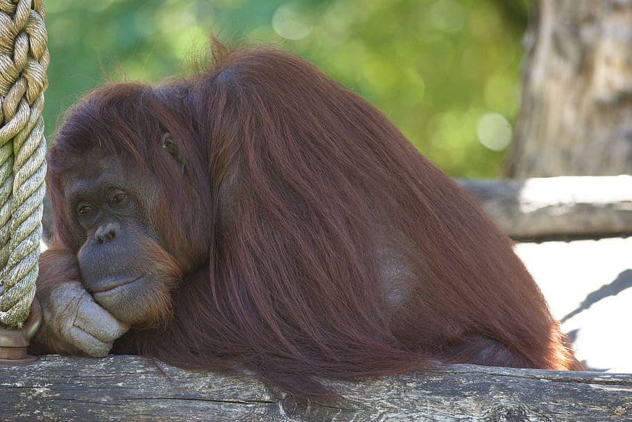 HD wallpaper: orang oetang, apenheul, monkey, primate, mammal, animal ...