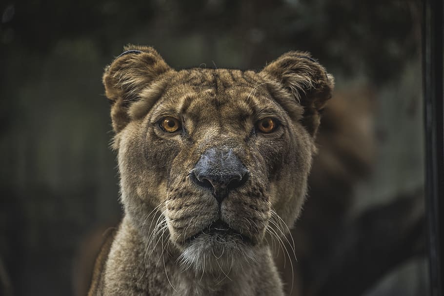 Lioness illustration, animal themes, one animal, animal wildlife HD wallpaper