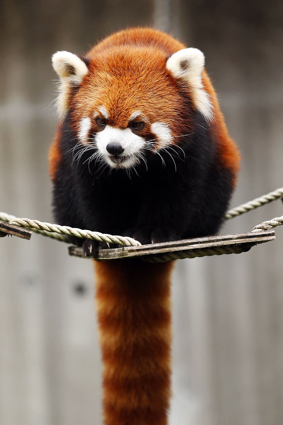 red panda, animal, cute, wild animals, omnivores・herbivores, HD wallpaper