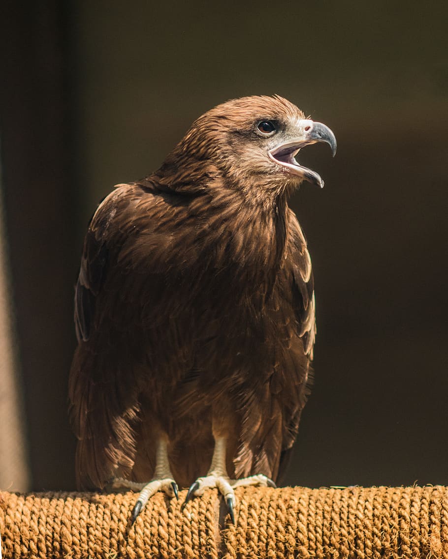 raptor, eagle, wildlife, prey, predatory, falconry, majestic HD wallpaper
