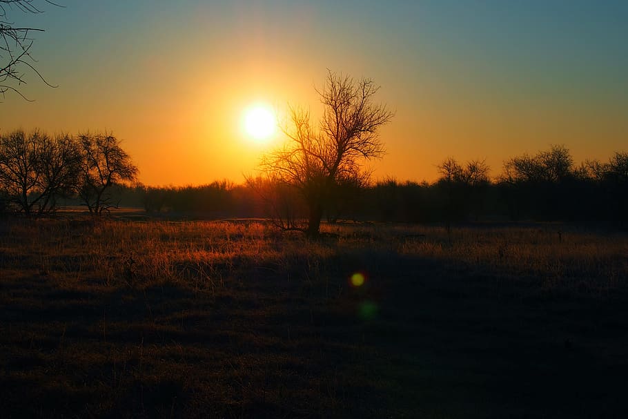 Silhouette of Bare Tree during Golden Hour, backlit, dawn, dry HD wallpaper