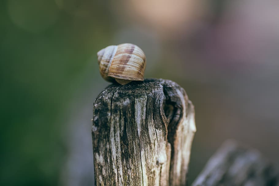 germany, bad mergentheim, snail, pole, animal, nature, focus on foreground, HD wallpaper