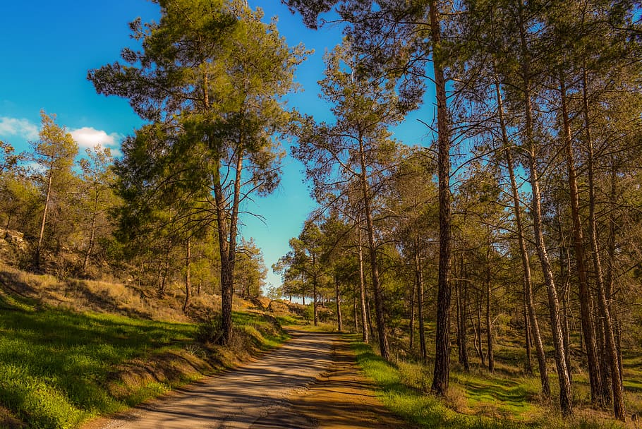 road, forest, wood, trees, landscape, nature, autumn, rural HD wallpaper