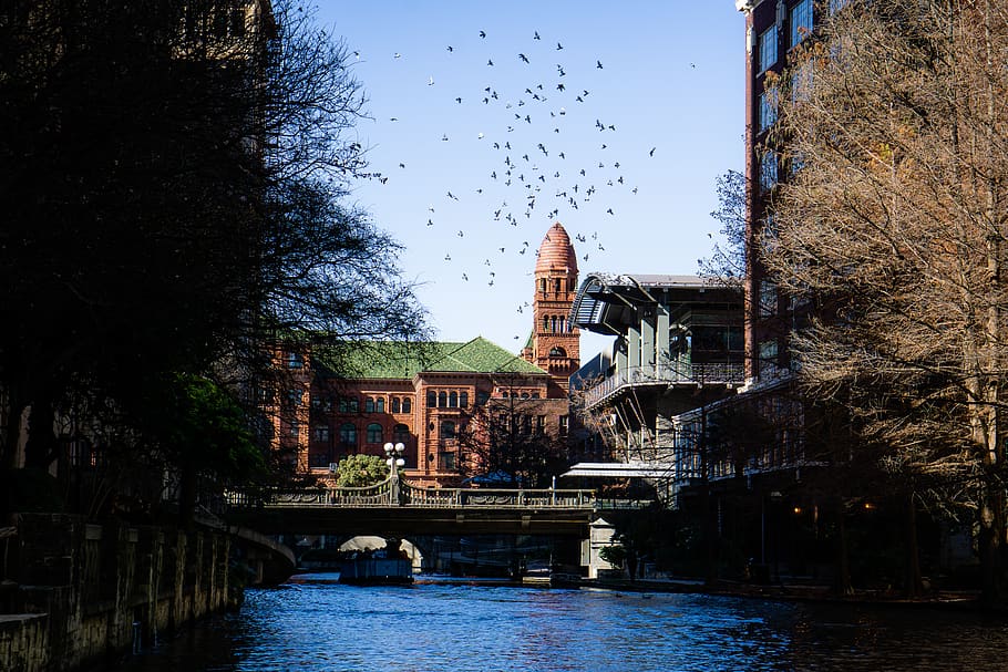 building, sky, birds, animals, built structure, architecture HD wallpaper