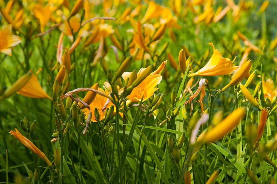 flowers, yellow, bloom, plant, flowering plant, growth, beauty in nature HD wallpaper